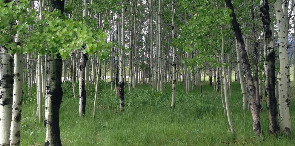 Forest tress hiking